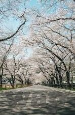 日本一区二区三不卡高清-探索日本影视文化的多元视角，一区、二区、三区的非卡顿高清体验